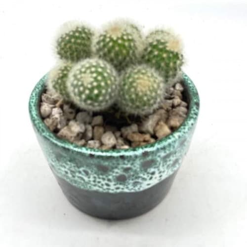 Cactus En Pot Bleu Canard Cactus En Pot Bleu Canard
